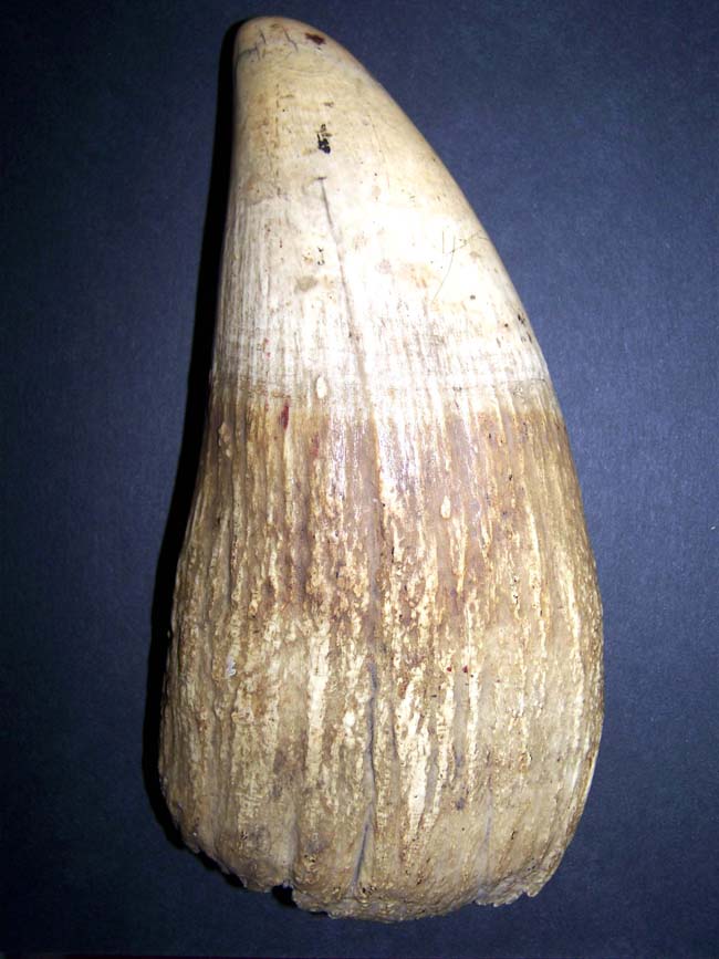 A MASSIVE Raw Antique Sperm Whale Tooth measuring 9 3/4" and weighing a whopping 3 pounds 1.2 ounces.